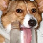 Profile picture of Gracie